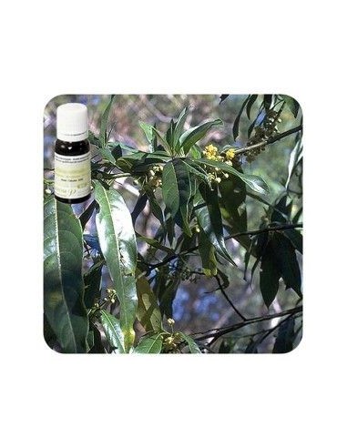 VERBENA EXÓTICA Ac. esencial BIO 10 ml. PRANAROM